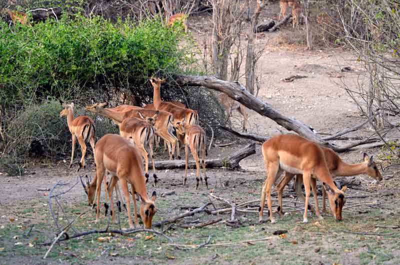 Antílope Impala - parque nacional de Chobe - Botswana 2.jpg